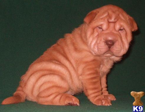 Chinese Shar-Pei Puppies